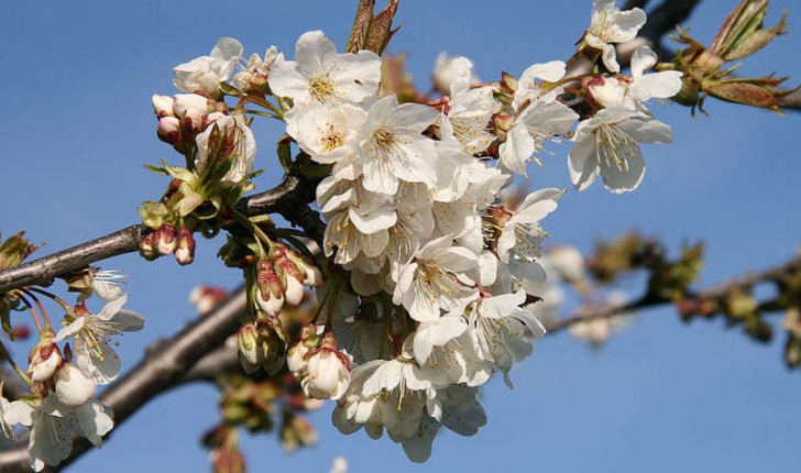 Prunus avium (Linné, 1755)