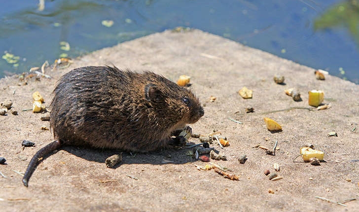 Rattus rattus (Linné, 1758)