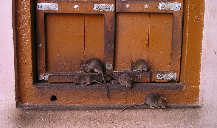 Rattus rattus (Linné, 1758)