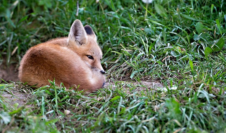 Vulpes vulpes (Linné, 1758)