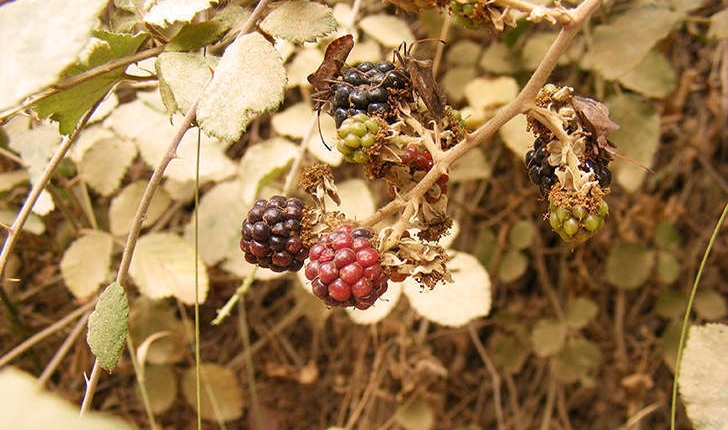 Rubus sp (L., 1753)