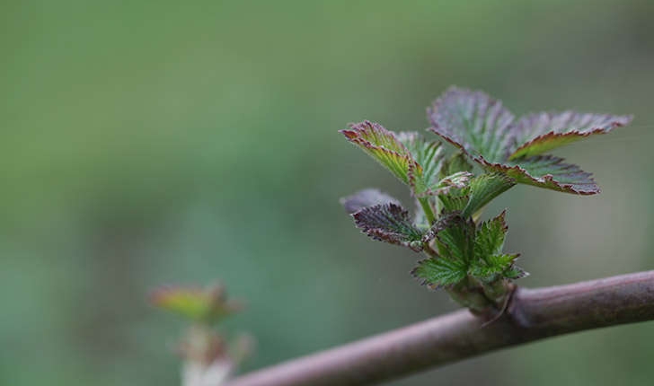 Rubus sp (L., 1753)