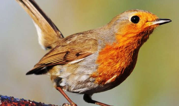 Erithacus rubecula (Linné, 1758)