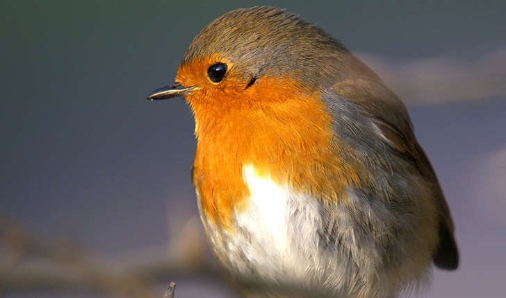 Erithacus rubecula (Linné, 1758)