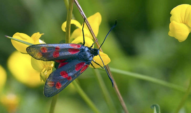 Zygaena sp
