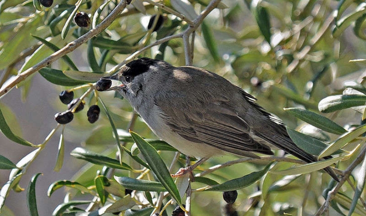 Sylvia atricapilla (Linné, 1758)