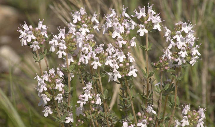 Thymus vulgaris (Linné, 1753)