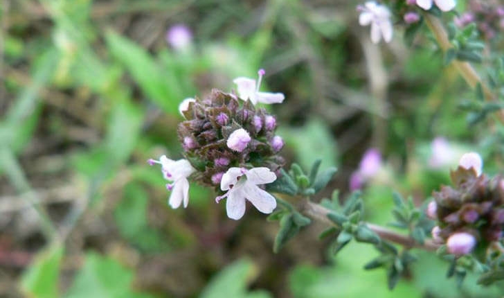 Thymus vulgaris (Linné, 1753)