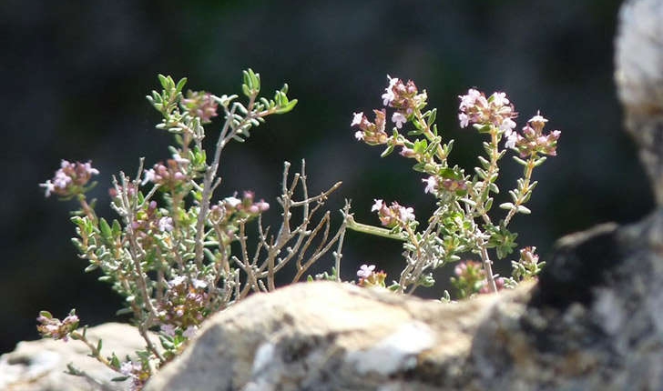 Thymus vulgaris (Linné, 1753)