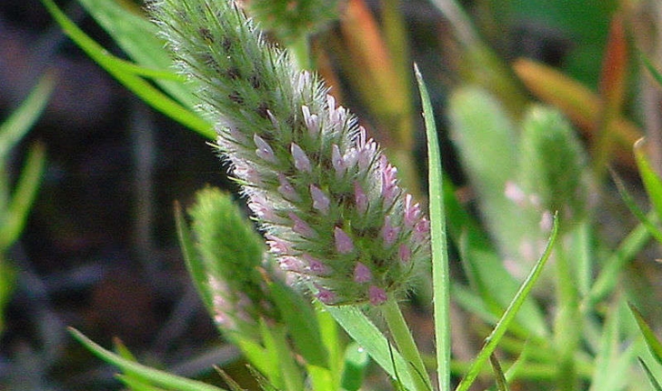 Trifolium angustifolium (Linné, 1753)
