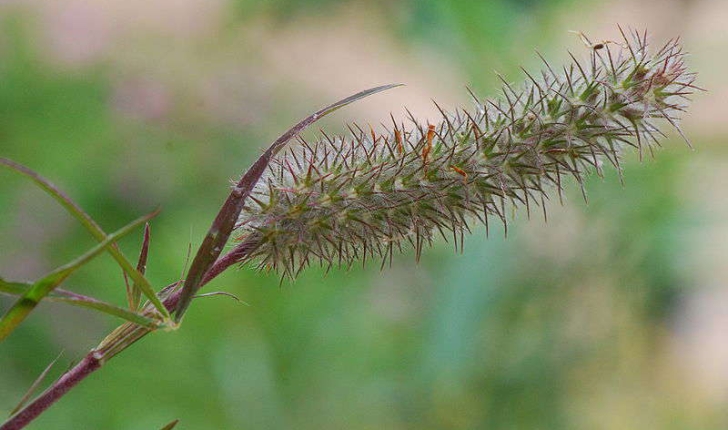 Trifolium angustifolium (Linné, 1753)