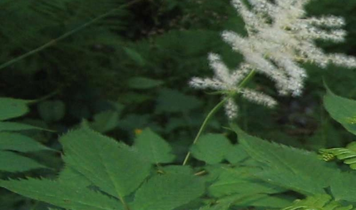 Aruncus dioicus (Walter) Fernald