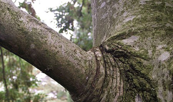 Fraxinus excelsior