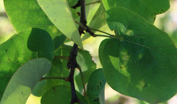 Cercis siliquastrum (Linné, 1753)