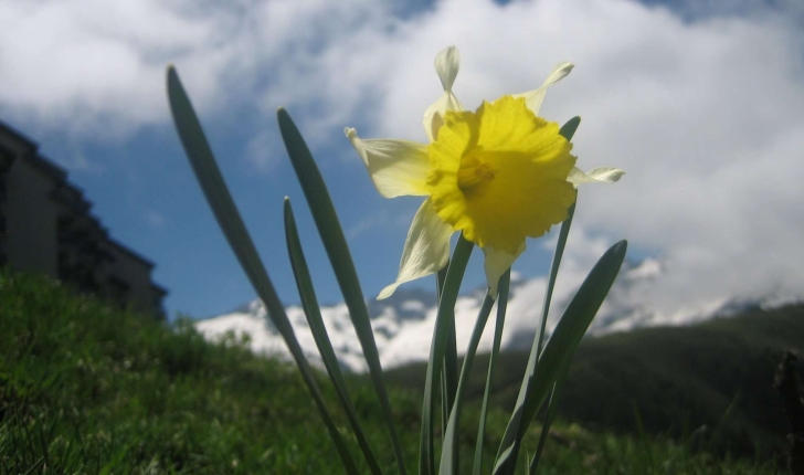 Narcissus pseud-narcissus L.