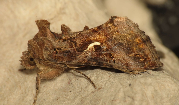 Autographa gamma (Linnaeus, 1758)