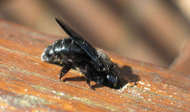 Xylocopa violacea (Linnaeus, 1758)