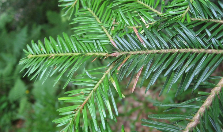 Abies alba (Mill., 1759) et Abies pectinata (Mill., 1759)