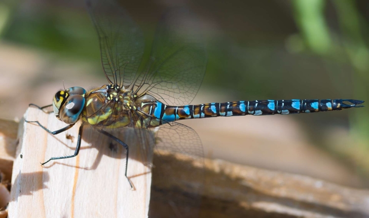  Aeshna cyanea (Müller, 1764)