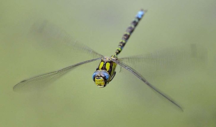  Aeshna cyanea (Müller, 1764)