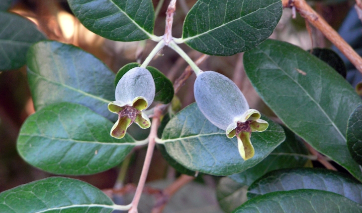 Feijoa sellowiana (O.Berg) O.Berg, 1859 