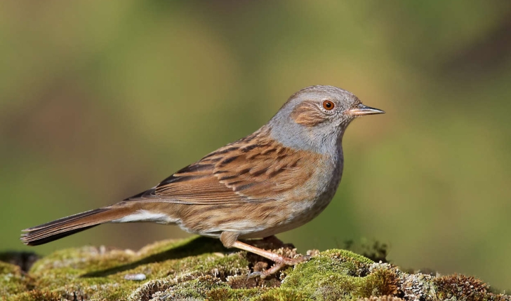 Prunella modularis (Linné, 1758)