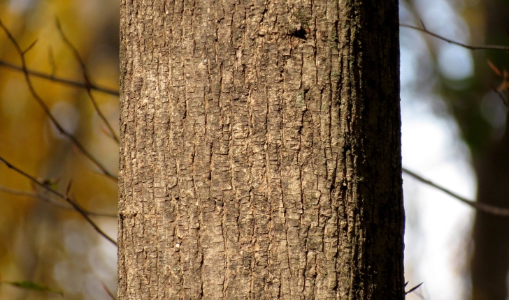 Acer platanoides L.