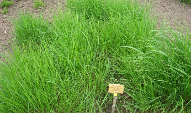 Achnatherum calamagrostis