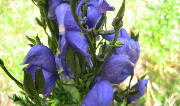 Aconitum napellus (L., 1753)