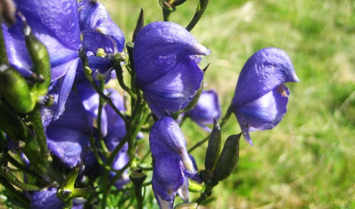 Aconitum napellus (L., 1753)