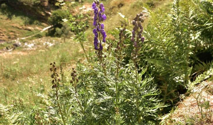 Aconitum napellus (L., 1753)