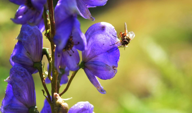 Aconitum napellus (L., 1753)