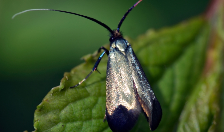 Adela reaumurella L., 1758