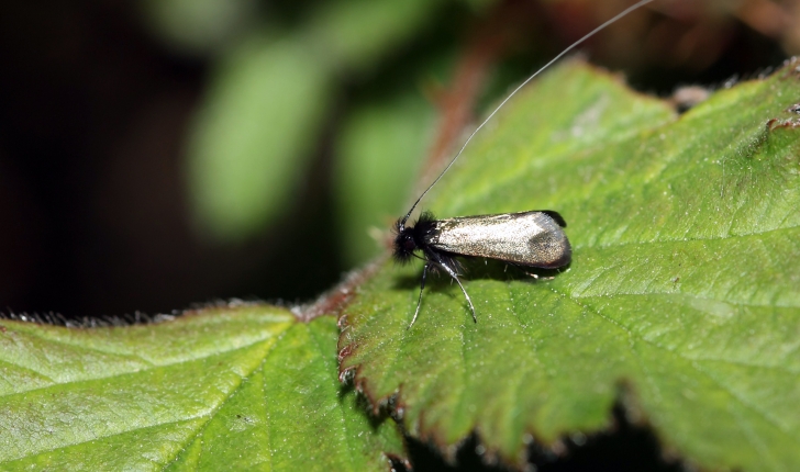 Adela reaumurella L., 1758