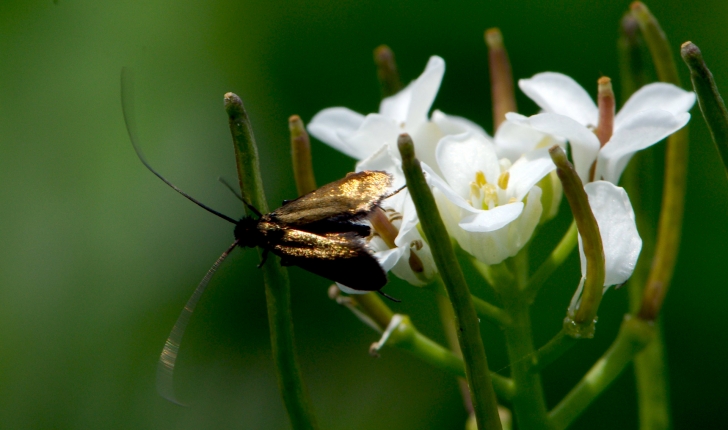 Adela reaumurella L., 1758