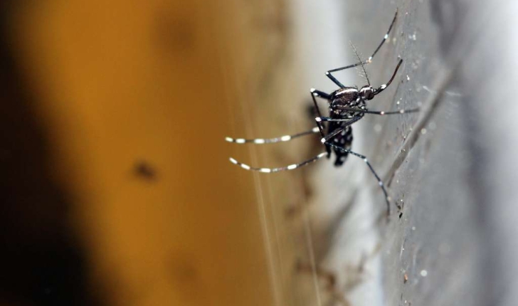 Aedes albopictus (Skuse, 1894)