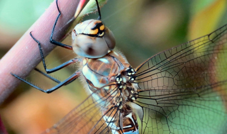 Aeshna mixta (Latreille, 1805)