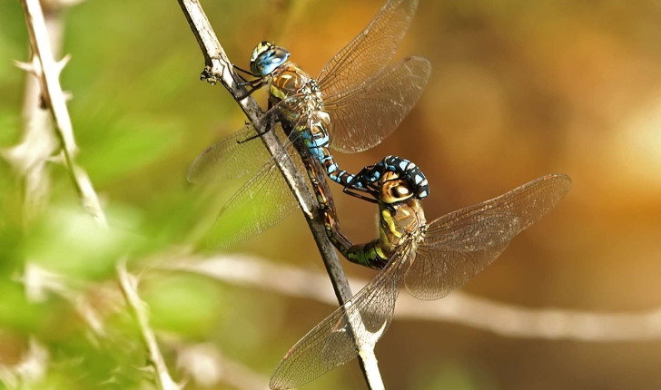 Aeshna mixta (Latreille, 1805)