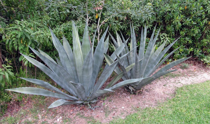 Agave americana (L., 1753)