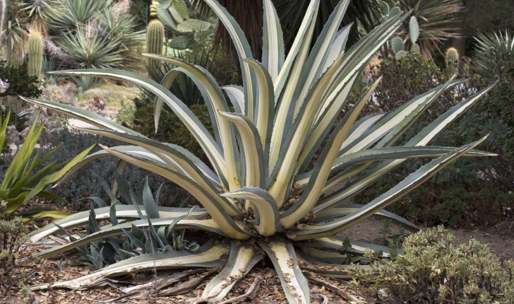 Agave americana (L., 1753)