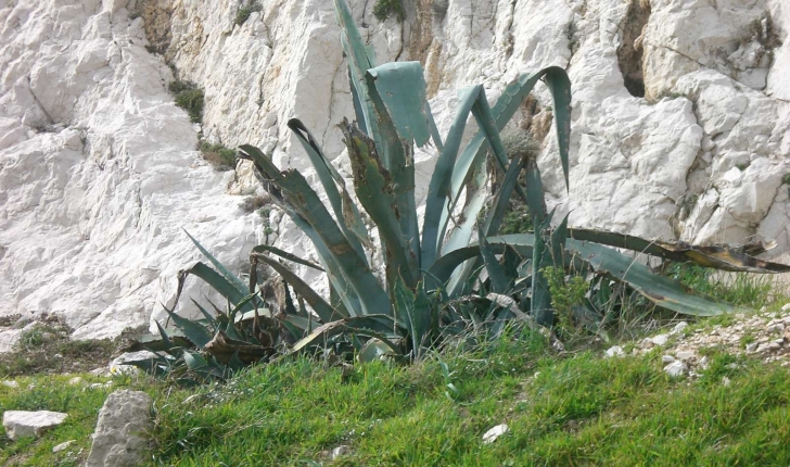 Agave americana (L., 1753)