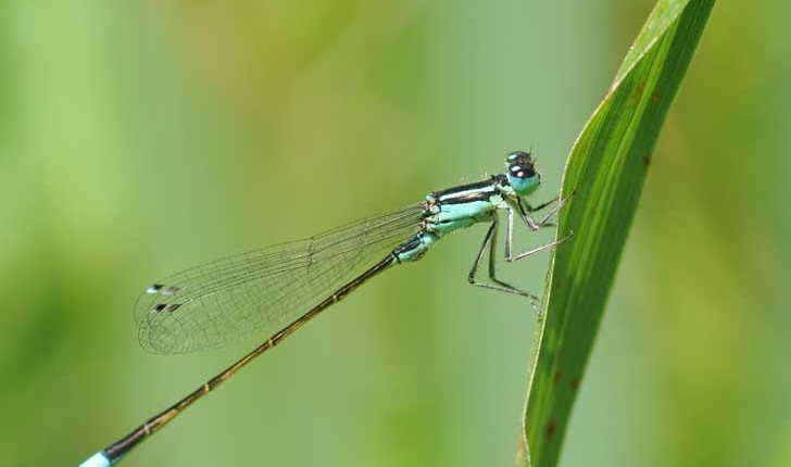 Agrion élégant Crédits Thomas Bresson