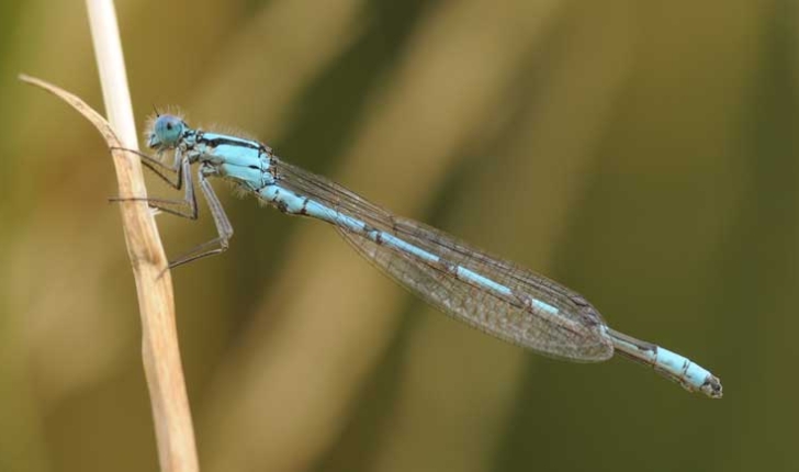 Agrion porte-coupe Crédits Thomas Bresson