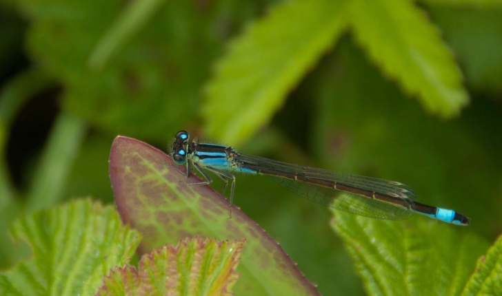 Coenagrion sp, Ceriagrion sp, Ishnura sp, Enallagma sp