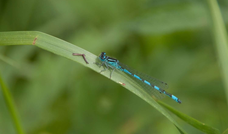 Coenagrion sp, Ceriagrion sp, Ishnura sp, Enallagma sp