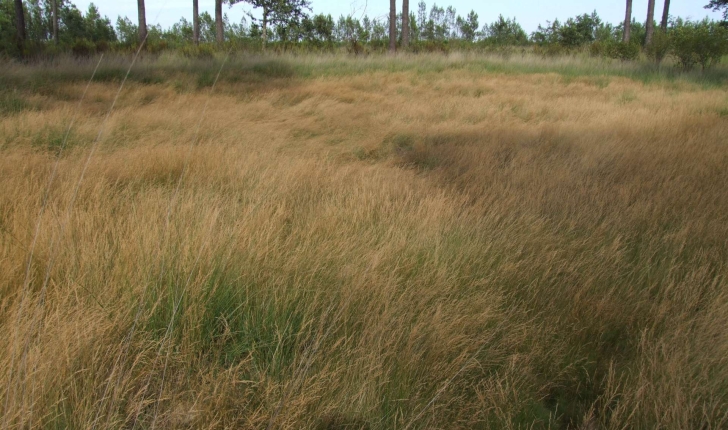 Agrostis des chiens (Crédits: Jérôme Fouert-Pouret)