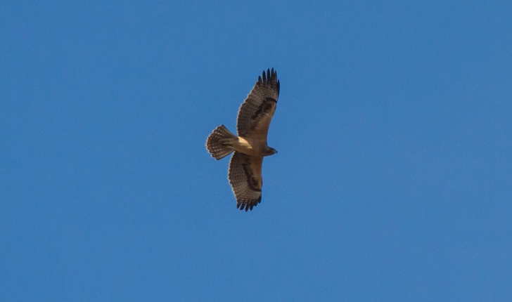 Aquila fasciata (Vieillot, 1822)