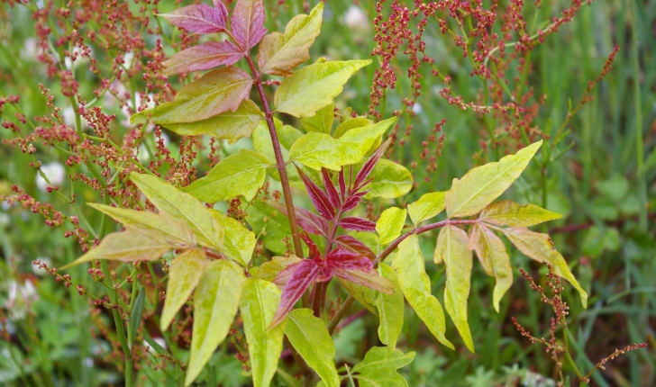 Ailanthus altissima