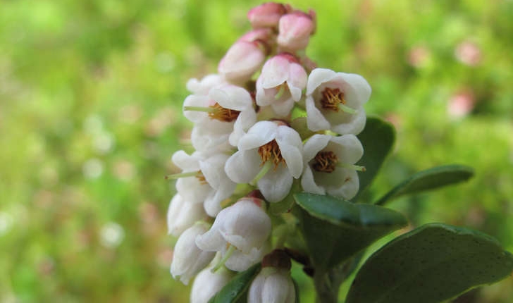 Vaccinium vitis-idaea (L., 1753)