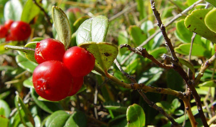 Vaccinium vitis-idaea (L., 1753)